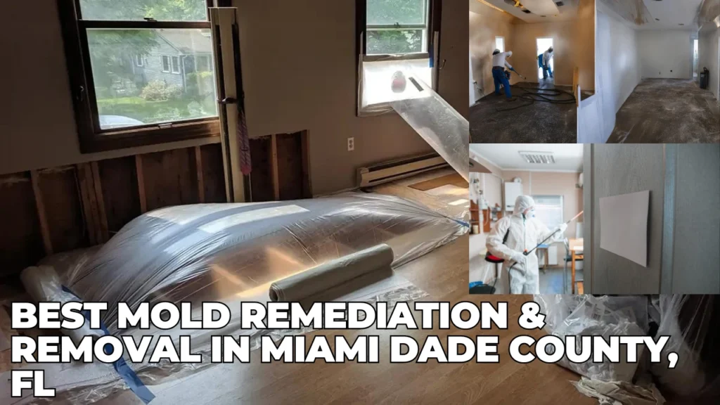 Best Mold Remediation & Removal in Miami Dade County, FL